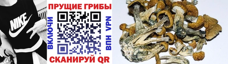 Псилоцибиновые грибы мухоморы  цена   Петровск 